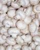Micelijum seme gljiva bukovace,shiitake,sampinjona