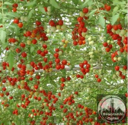 Drvo Paradajz-Džinovsko drvo paradajza