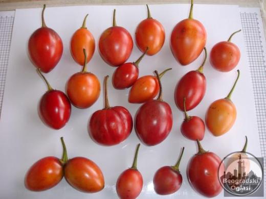 Drvo Paradajz-Džinovsko drvo paradajza