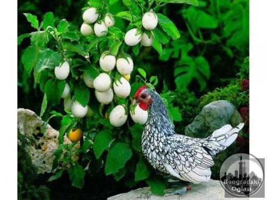 Solanum melongena Kinder jaje