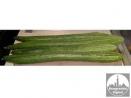 Japanski dugi krastavac-Kyoto (plod je dug do 80cm )