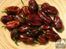 Cokoladna cili paprika Chocolate Habanero - Chili pepper