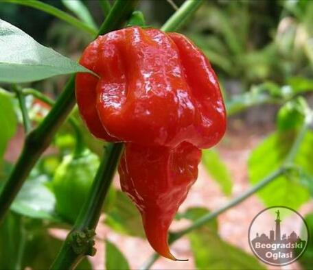 Semena najljucih chilli paprika na svetu
