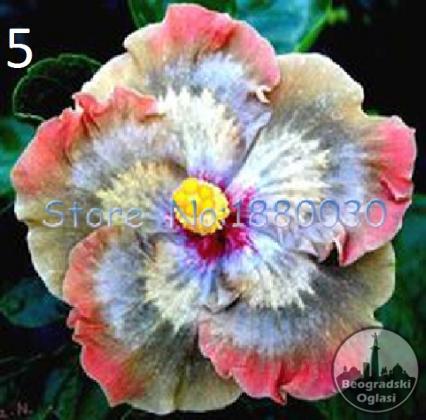 Mocvarni hibiskus 24 boje