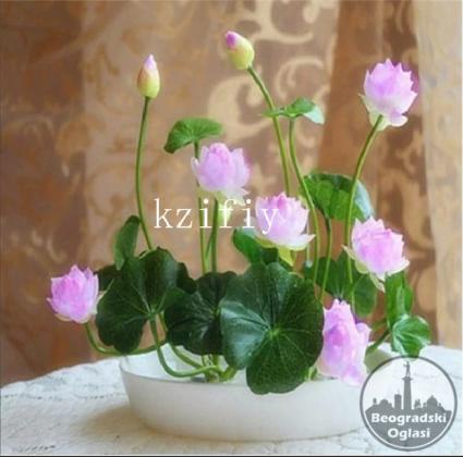 Lotosov cvet -seme
