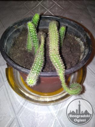 Zmijski Kaktus