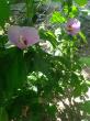 Bastenski hibiskus