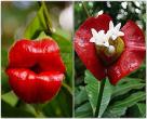Vruce usne – Psychotria elata – Labios de puta