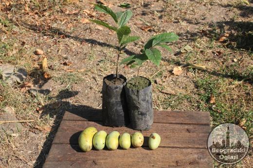 Asimina triloba - indijanska banana (kontejnirane sadnice)