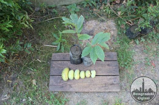 Asimina triloba - indijanska banana (kontejnirane sadnice)