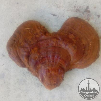 Tinktura X3 Specijal