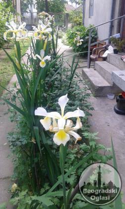 Iris Sibirski Sadnica