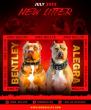 Američki Buli / American Bully / Pit Bull Terrier