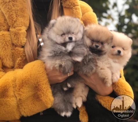Pomeranac,Pomeranian,Boo štenci