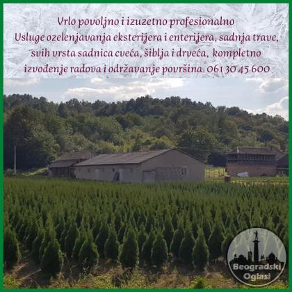 Prodaja srebrnih tuja