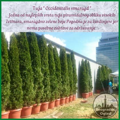 Prodaja srebrnih tuja