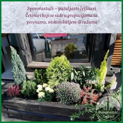 Prodaja srebrnih tuja