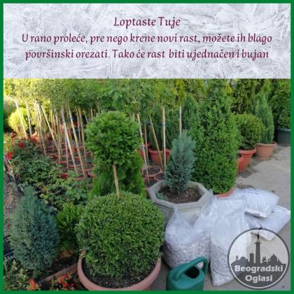 Prodaja srebrnih tuja