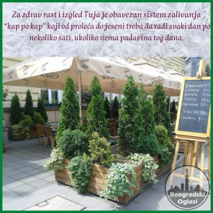 Prodaja srebrnih tuja