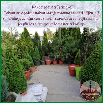 Prodaja srebrnih tuja