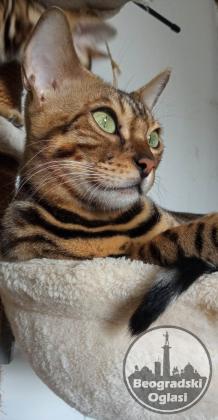 Bengalska mačka NOVO leglo