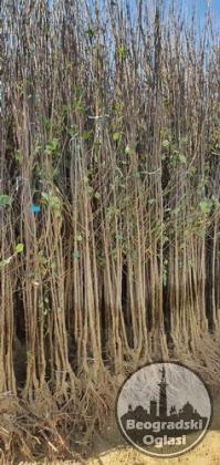 Sadnice šljive, dunje, kajsije za jesen 2023