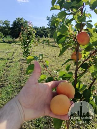 Luksuzna kuca na Fruškoj Gori