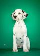 Delmatinski pas, štenad iz odgajivačnice MEDIOLANUM iz Niša