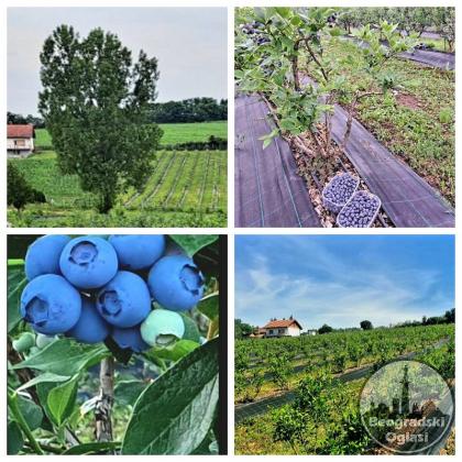 Kuca sa plantazom u blizini Smederevske Palanke