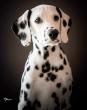 Dalmatinski pas, štenad iz odgajivačnice MEDIOLANUM