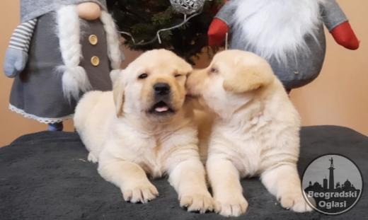 Labrador, prelepi čistokrvni štenci