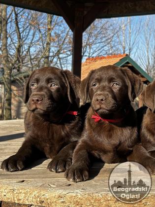 Labrador retriver čokoladni štenci