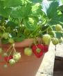 Kontejnerske sadnice jagoda