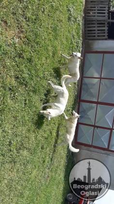 Beli švajcarski ovčar štenci