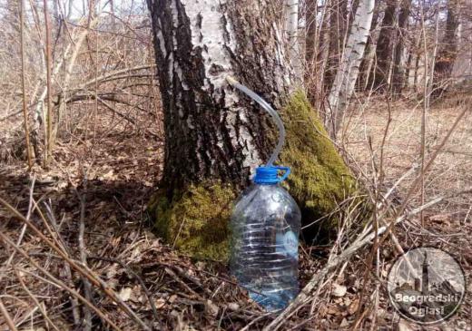 Brezina voda-sok koji se sakuplja svakog proleća