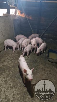 Prodajem prasiće