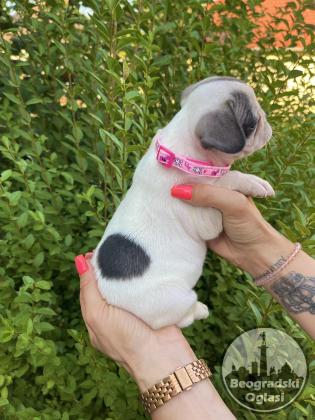 Francuski Buldog PRELEPI štenci