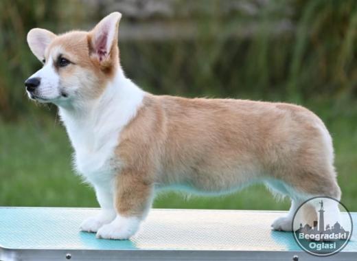 Velški korgi/Welsh Corgi Pembroke