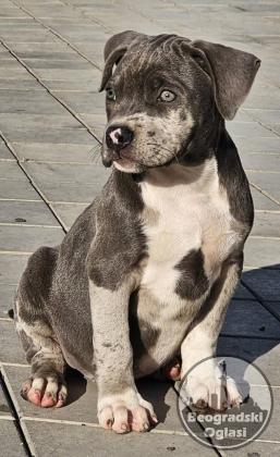 American bully xl