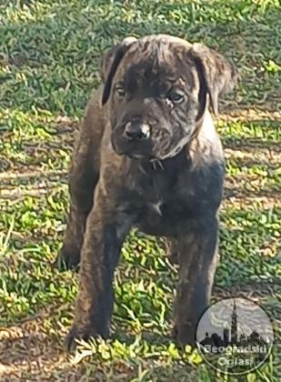 Presa Canario prelepi štenci