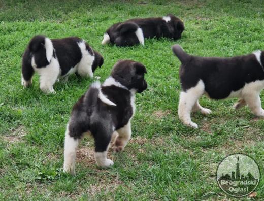 Americka Akita stenci