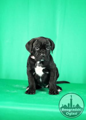Cane Corso prelepi stenci