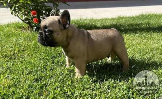 Francuski Buldog PRELEPI štenci