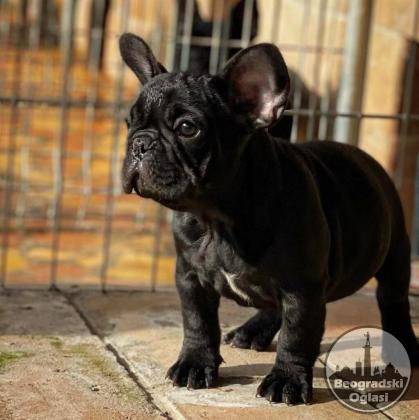 Francuski Buldog PRELEPI štenci