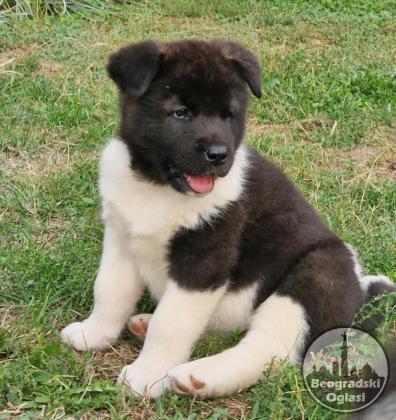Americka Akita stenci