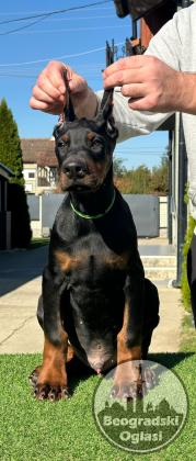 DOBERMAN stenci