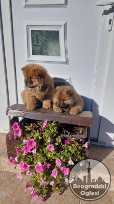 Cau cau Chow chow stenad