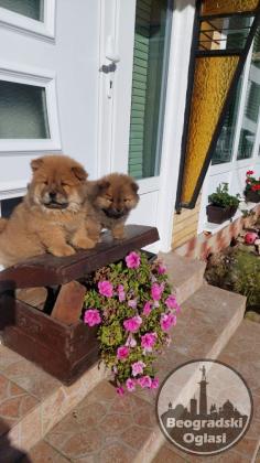 Cau cau Chow chow stenad