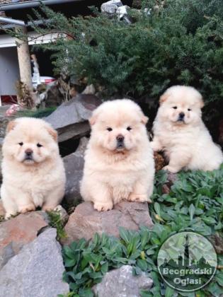 Cau cau Chow chow stenad
