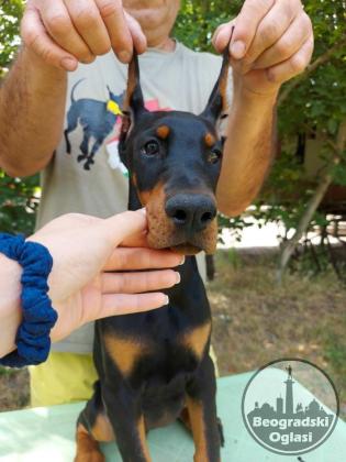 Doberman, žensko štene